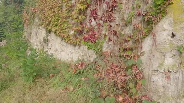 Zarośnięta Ściana Starego Budynku Winoroślą Bluszczem — Wideo stockowe