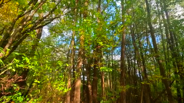 Strefy Umiarkowane Młodymi Drzewami Liściastymi Które Tracą Liście Późnym Latem — Wideo stockowe