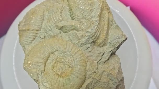 Ammonites Ammonoidea Extinct Cephalopods Fossilization — Stock Video