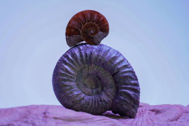 Ammonite fossil on a dark background. Minimalism.