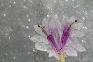 Kaktüs schlumbergera ayrıntılarıyla pembe çiçeklerle dolu. 