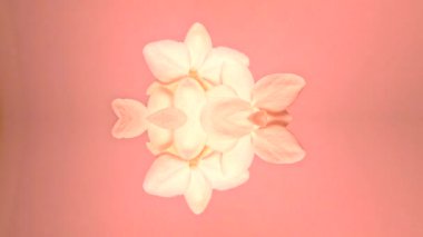 Renkli bir arkaplan karşısında çiçek açan orkide