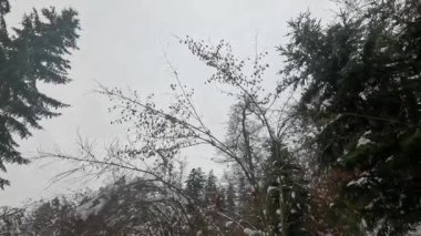 Bulutlu bir kış gününde karla kaplı ağaçlar