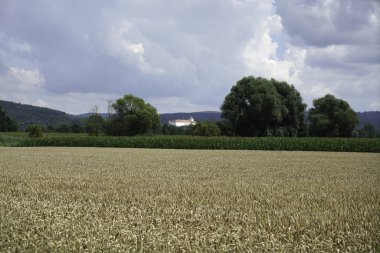 Yazın mavi gökyüzü ve olgunlaşan tahılla mısır tarlası