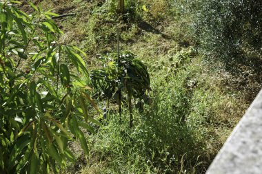 Portekiz 'in kuru çayırları, kuru ağaçları ve sıcağıyla Alantejo' su