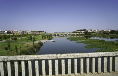 İspanya 'da yaz mevsimi yol boyunca birçok tarla, sığır ve domuzlar otlaklarda