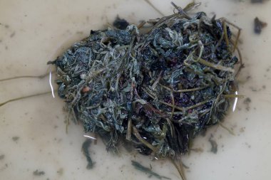 Jiaogulan bitki çayı ölümsüzlerin bitkisi olarak adlandırılır ve çay, kurutulmuş bitki gibi içilir.,          