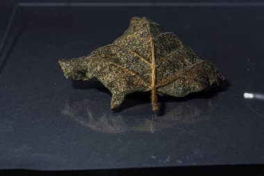 Dry leaf on a dark background. The concept of death.