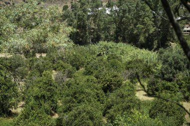 Portekiz 'in kuru çayırları, kuru ağaçları ve sıcağıyla Alantejo' su