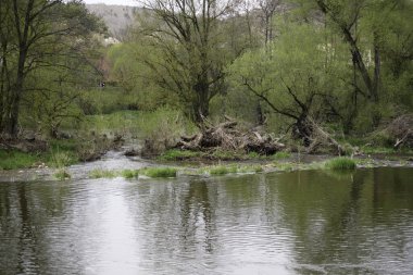 Regen, Bavyera Ormanı 'nda Tuna Nehri' nin bir koludur.