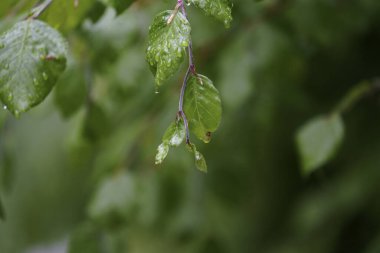 green leaves of a tree against the blue sky, spring background and Colorful background.