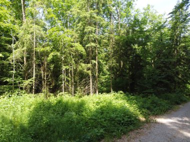 Bavyera 'daki orman, çayır ve tarlaların havadan görünüşü