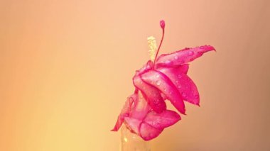 Schlumbergera 'nın kaktüs çiçeği renkli arka plana karşı sulu