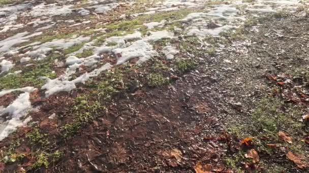 Damlayan Damlalarıyla Eriyen Kar — Stok video