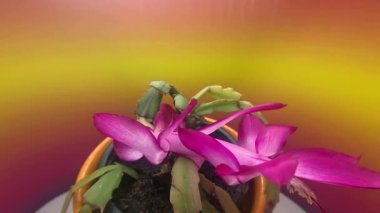 Schlumbergera ayrıca Noel kaktüsü olarak da bilinir, çiçekli pembe sulu.