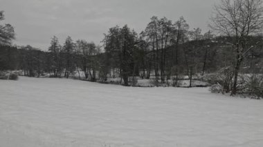 Bulutlu bir kış gününde karla kaplı ağaçlar