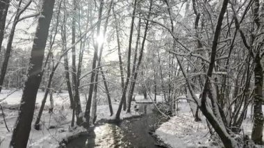 Bavyera 'da ağaçlı karlı kış ormanı