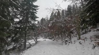 Bulutlu bir kış gününde karla kaplı ağaçlar