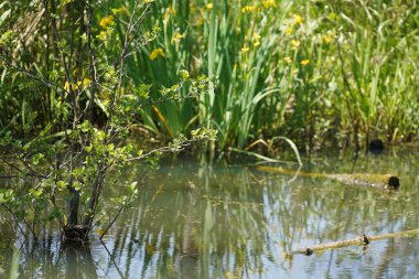Ördek otu ve alglerle kaplı eski bir bataklığın yüzeyi, ölü ağaçlar ve bataklık çayırları.,