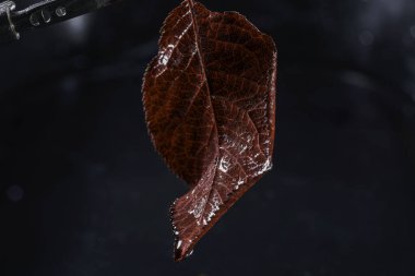 Siyah arkaplanda yeşil bir yaprak, su damlaları, fotoğrafa yakın çekim