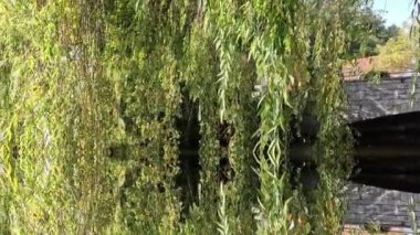 Ağaçlı ve yeşil yapraklı güzel bir manzara.