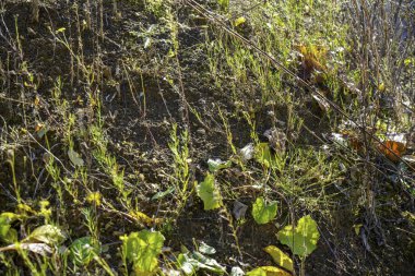 Taş ocağındaki toprak atık olarak kullanılıyor ve bahçede çok amaçlı kullanılıyor.