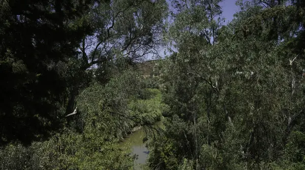 Portekiz 'in kuru çayırları, kuru ağaçları ve sıcağıyla Alantejo' su