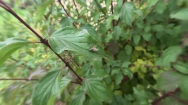 Bahçedeki bir yaprağın üzerindeki sineğin yavaş çekim görüntüsü.