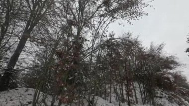 Bavyera 'daki kasvetli kış manzarası