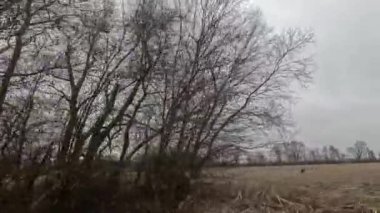 Arabadan çıkan ağaçlarla dolu düz bir arazi.