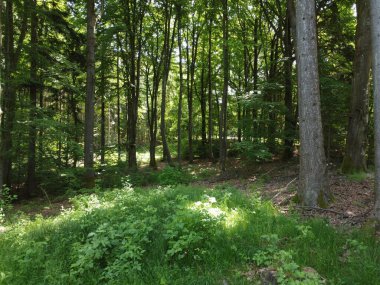 Bavyera 'daki orman, çayır ve tarlaların havadan görünüşü
