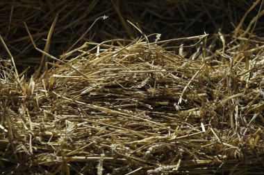 Yiyecek tarlası olarak işlenmek üzere yazın toplanan tahıl.