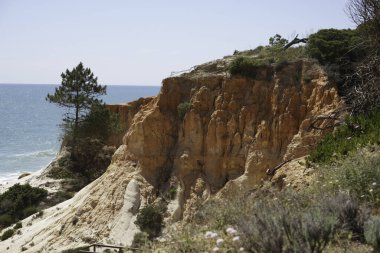 Kumlu bir uçurumda büyümek, güçlü bitkilerin seyrek bitkisi