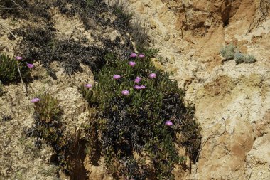 Kumlu bir uçurumda büyümek, güçlü bitkilerin seyrek bitkisi