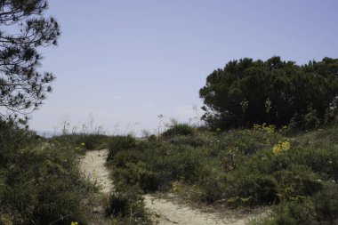 Kumlu bir uçurumda büyümek, güçlü bitkilerin seyrek bitkisi