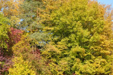 Sonbaharda renkli renkler çalıların ve manzaranın üzerinde renkli yapraklar
