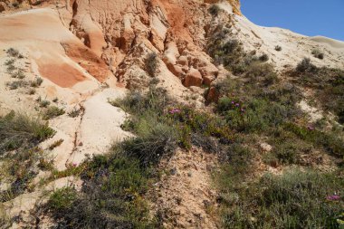 Kumlu bir uçurumda büyümek, güçlü bitkilerin seyrek bitkisi