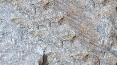 Güzel ahşaptan yapılmış tropik kök dekoratif amaçlar için açık kahverengiye boyanmış.                               