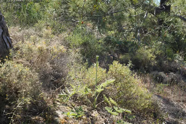 Kumlu bir uçurumda büyümek, güçlü bitkilerin seyrek bitkisi