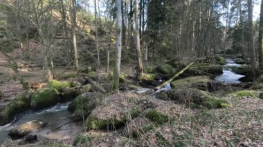 Doğal bir dere boyunca orman manzarası