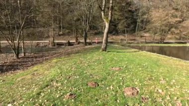 Idyllic orman havuzu, sık ağaçlarla çevrili.