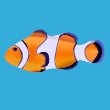 Clown fish. Isolated close-up image on a light blue background