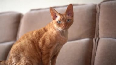 Kırmızı kedi Devon Rex dairede kameraya bakıyor ve odaya giriyor.