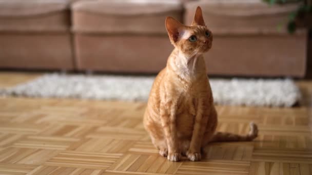 Rote Katze Devon Rex Der Wohnung Blickt Die Kamera Und — Stockvideo