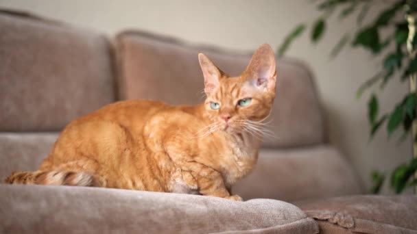Czerwony Kot Devon Rex Mieszkaniu Patrzy Kamerę Wchodzi Pokoju — Wideo stockowe