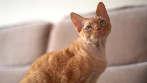 Gato Vermelho Devon Rex Apartamento Olha Para Câmera Caminha Quarto — Vídeo de Stock