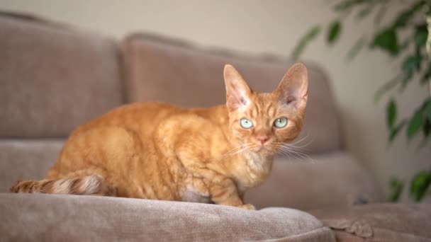 Kırmızı Kedi Devon Rex Dairede Kameraya Bakıyor Odaya Giriyor — Stok video