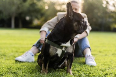 Kırk yaşında sarışın bir kız, köpeğine sarılıyor, bir Fransız bulldog, çimlerin üzerinde bir parkta..
