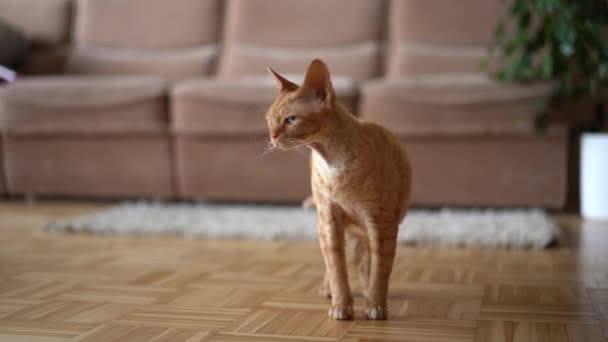 Gato Vermelho Devon Rex Apartamento Olha Para Câmera Caminha Quarto — Vídeo de Stock