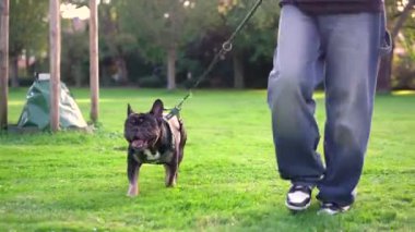 Genç bir kız köpeği ile parkta oynuyor. Çimlerin üzerinde 4K görüntüleri var.